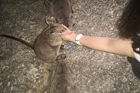 Private Tour To Paronella Park, Historic Village Herberton And Wild Life Wallaby - Tourism Cairns 4