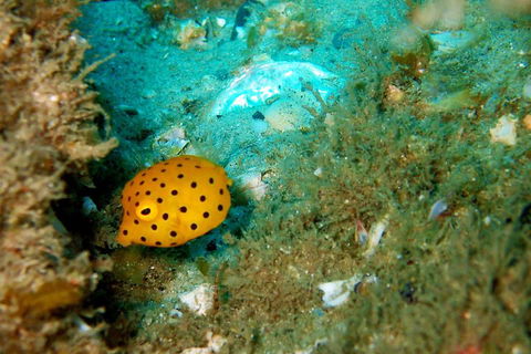 Wave Break Island Scuba Diving On The Gold Coast - Tourism Cairns 3