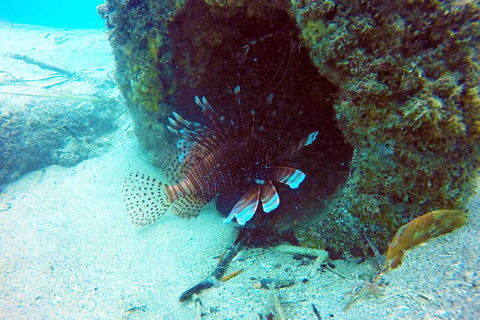 Wave Break Island Scuba Diving On The Gold Coast - Tourism Cairns 5