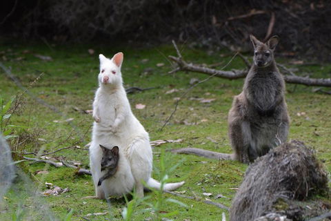 Full-Day Guided Bruny Island Tour From Hobart - Tourism Cairns 0