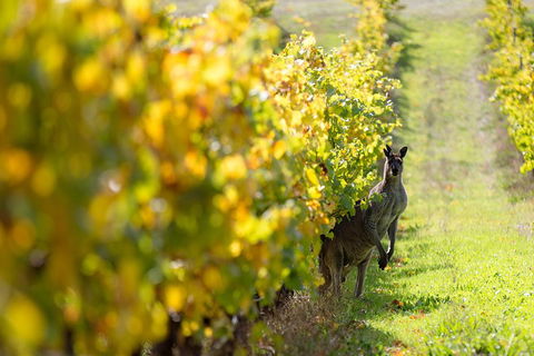 Margaret River 3 Day Escape - Tourism Cairns 4