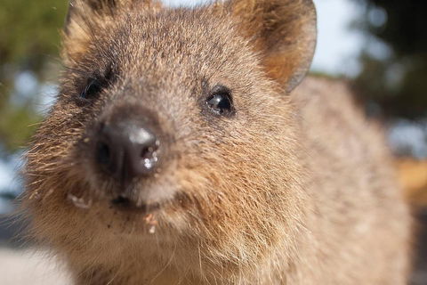 Seaplane Flights Perth To Rottnest Island And Return - Tourism Cairns 2