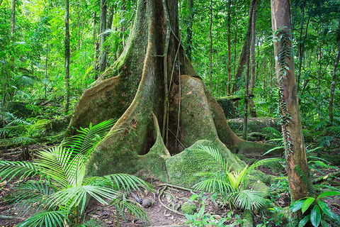 Mossman Gorge Adventure Day - Tourism Cairns 4