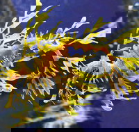 SEA LIFE Melbourne Aquarium Admission Ticket - Tourism Cairns