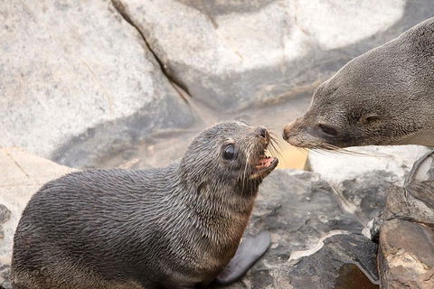 Kangaroo Island Luxury Small Group 'Flinders Chase Focus' Full Day Tour - Tourism Cairns 2