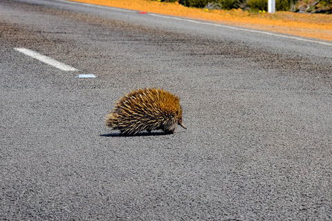 Kangaroo Island Luxury Small Group 'Flinders Chase Focus' Full Day Tour - Tourism Cairns 3