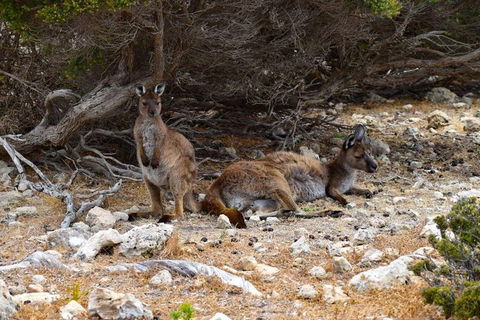 Kangaroo Island Luxury Small Group 'East End Explorer' Full Day Tour - Tourism Cairns 4