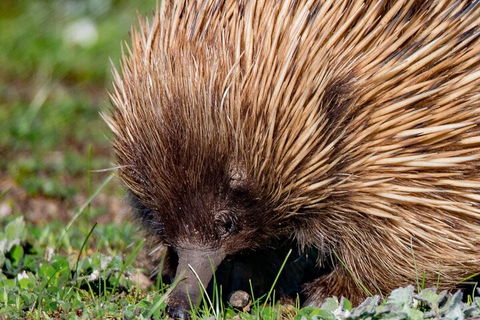 Kangaroo Island Luxury Small Group 'East End Explorer' Full Day Tour - Tourism Cairns 5