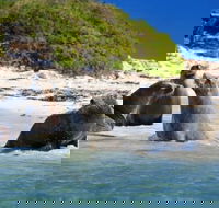 Dolphin Penguin and Sea Lion Cruise - Tourism Cairns