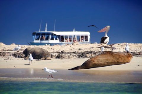 Dolphin, Penguin And Sea Lion Cruise - Tourism Cairns 1