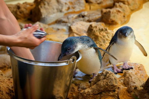 Dolphin, Penguin And Sea Lion Cruise - Tourism Cairns 3