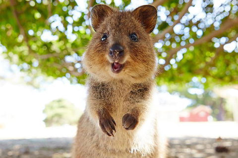 Discover Rottnest With Ferry & Bus Tour From Perth Or Fremantle - Tourism Cairns 0