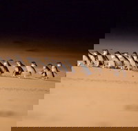 Phillip Island Penguin Parade Express Tour from Melbourne - Tourism Cairns