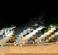 Puffing Billy Moonlit Sanctuary  Penguins Day Tour - Tourism Cairns