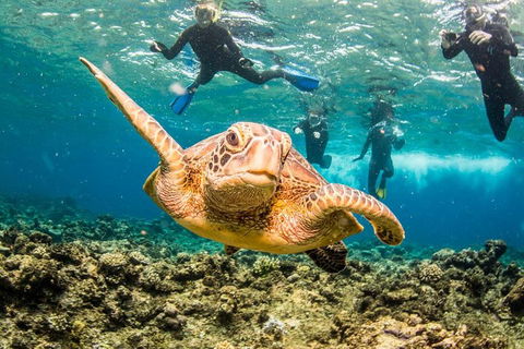Great Barrier Reef Diving And Snorkeling Cruise From Cairns - Tourism Cairns 3