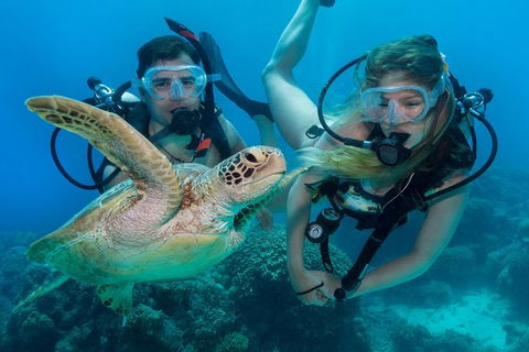 Great Barrier Reef Diving And Snorkeling Cruise From Cairns - Tourism Cairns 4