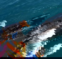 AOC Whale Watching from Broome - Tourism Cairns