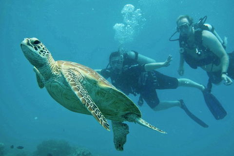 Ocean Freedom Great Barrier Reef Personal Luxury Snorkel & Dive Cruise, Cairns - Tourism Cairns 4