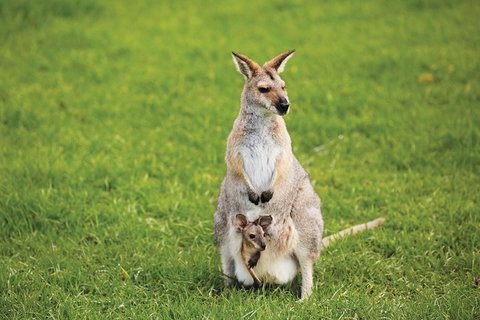 Full-Day Small-Group History And Heritage Tour Of Brisbane City - Tourism Cairns 4