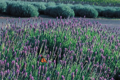 Brisbane Day In The Country Full-Day Small-Group Tour With Lunch - Tourism Cairns 5