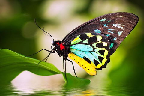 Australian Butterfly Sanctuary - Tourism Cairns 4