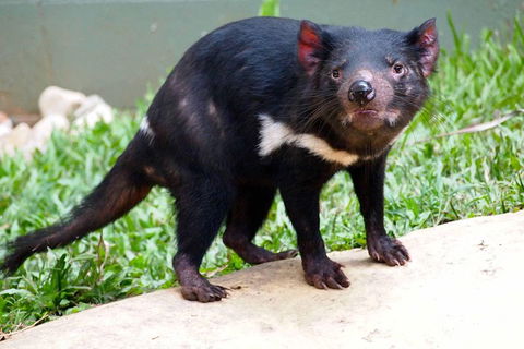 Kuranda Highlights Including Rainforestation Aboriginal Culture And Wildlife - Tourism Cairns 3