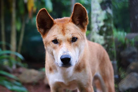 Kuranda Highlights Including Rainforestation Aboriginal Culture And Wildlife - Tourism Cairns 4