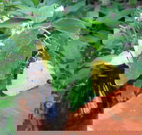 Australian Butterfly Sanctuary- Virtual Interactive Tour With Private Guide - Tourism Cairns