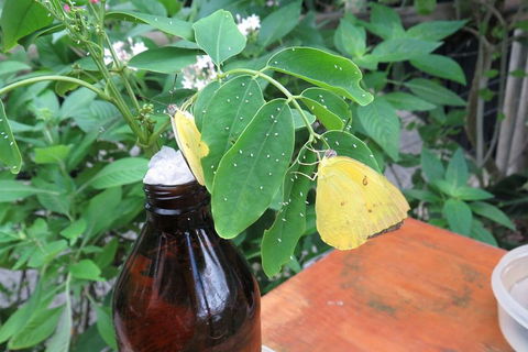 Australian Butterfly Sanctuary- Virtual Interactive Tour With Private Guide - Tourism Cairns 0