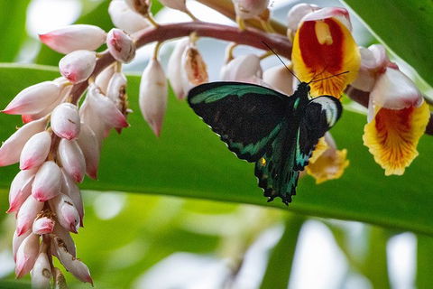 Australian Butterfly Sanctuary- Virtual Interactive Tour With Private Guide - Tourism Cairns 2