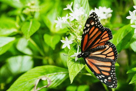 Australian Butterfly Sanctuary- Virtual Interactive Tour With Private Guide - Tourism Cairns 4