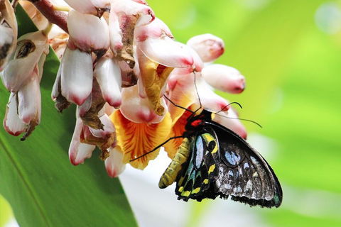 Australian Butterfly Sanctuary- Virtual Interactive Tour With Private Guide - Tourism Cairns 5