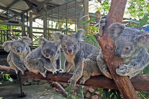 Best Of Kuranda Including Skyrail, Kuranda Scenic Railway And Rainforestation - Tourism Cairns 4