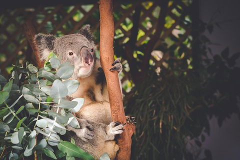 Small-Group Blue Mountains Day Trip From Sydney With Wildlife Park - Tourism Cairns 2