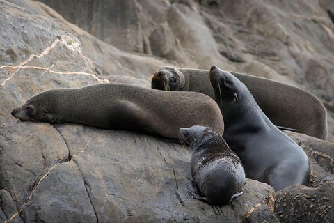 Kangaroo Island Ocean Safari - Snorkeling Safari - Tourism Cairns 0