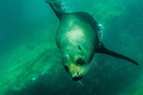 Kangaroo Island Ocean Safari - Snorkeling Safari - Tourism Cairns 1