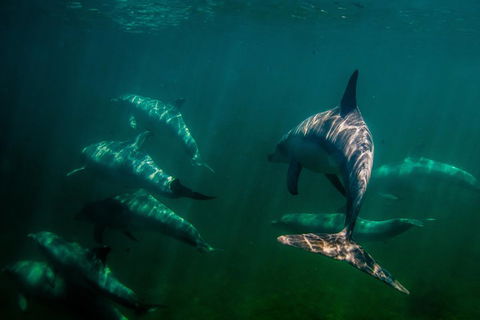 Kangaroo Island Ocean Safari - Snorkeling Safari - Tourism Cairns 2
