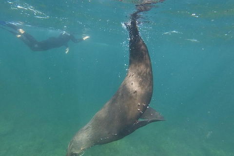 Kangaroo Island Ocean Safari - Snorkeling Safari - Tourism Cairns 3