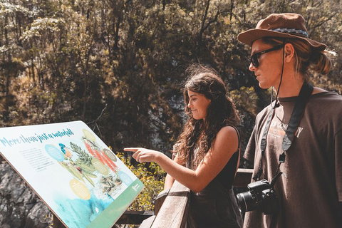 Springbrook AndTamborine Rainforest Tour Incl Natural Bridge And Glow Worm Cave - Tourism Cairns 0