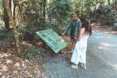Springbrook AndTamborine Rainforest Tour Incl Natural Bridge And Glow Worm Cave - Tourism Cairns 5