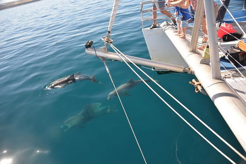 Dolphin Cruise From Adelaide With Optional Dolphin Swim - Tourism Cairns 1