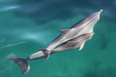 Dolphin Cruise From Adelaide With Optional Dolphin Swim - Tourism Cairns 4