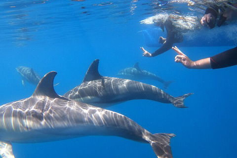 Dolphin Cruise From Adelaide With Optional Dolphin Swim - Tourism Cairns 5