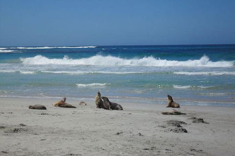 Kangaroo Island In A Day Tour From Adelaide - Tourism Cairns 1