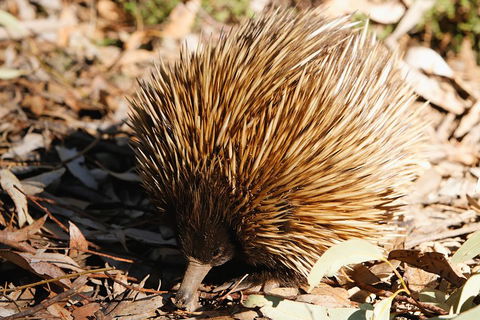 Kangaroo Island In A Day Tour From Adelaide - Tourism Cairns 2