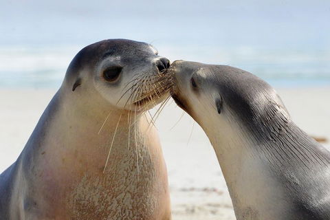 2 Day Ultimate Kangaroo Island With Return Ferry - Tourism Cairns 2