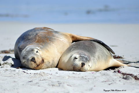NEW TOUR - Kangaroo Island Road To Recovery Tour (1 Day/1 Night) - Tourism Cairns 1