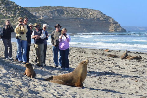 Full Day Seal Bay Experience Departing From Kangaroo Island - Tourism Cairns 0