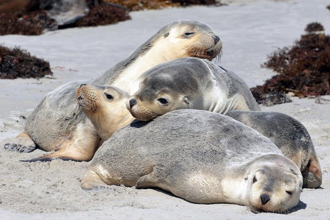 Small-Group Kangaroo Island 4WD Tour From Adelaide - Tourism Cairns 1