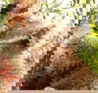 Small-Group Phillip Island Day Trip from Melbourne - Tourism Cairns